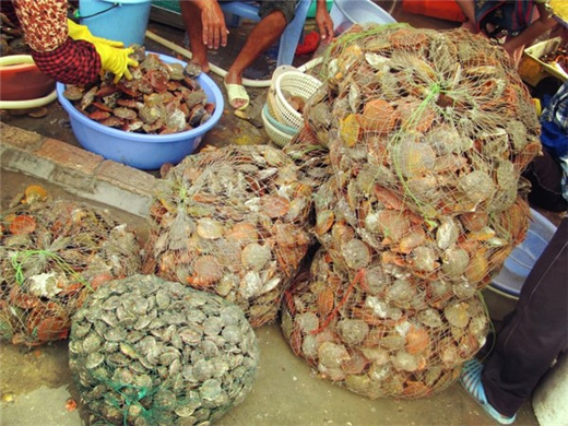 �V������������ �V���������ξW(w��ng)