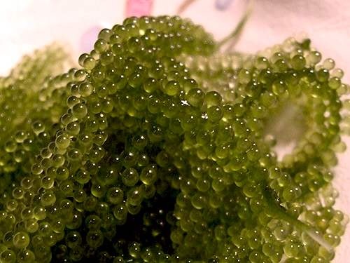 ���ލu���V������������