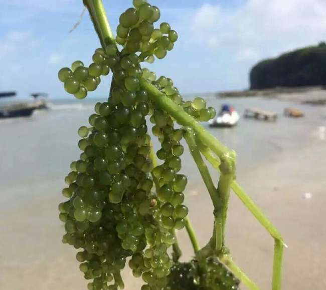 ���ލu���V������������