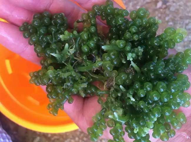 ���ލu���V������������