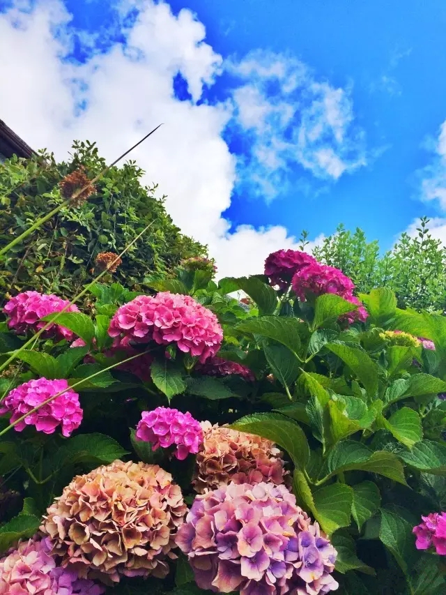 ���ލu�������V������������